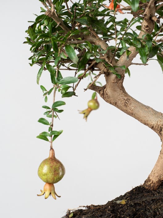 Bonsai Granado (Punica granatum)