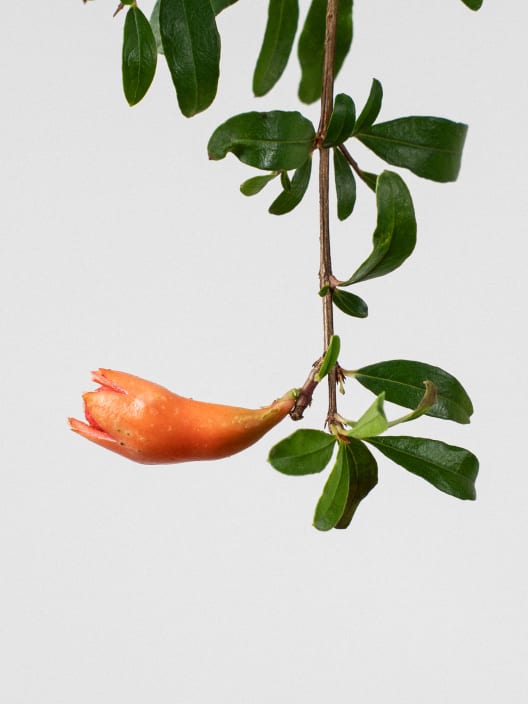 Bonsai Granado (Punica granatum)