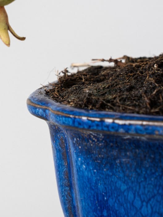 Bonsai Granado (Punica granatum)