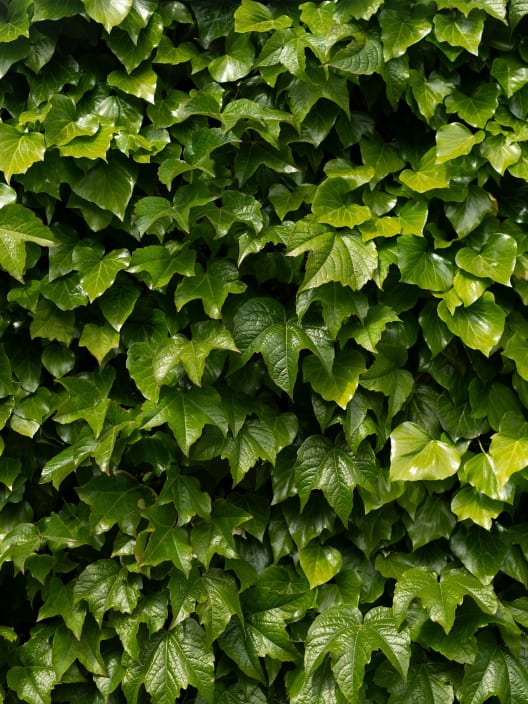 Parthenocissus 'Robusta' (Parra virgen)