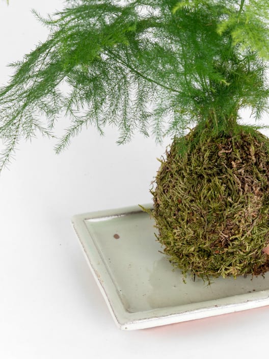 Kokedama de Esparraguera