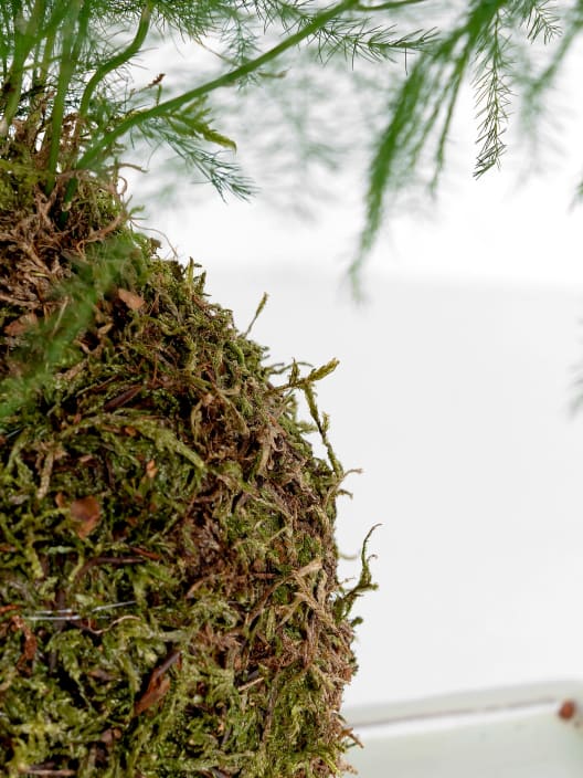 Kokedama de Esparraguera