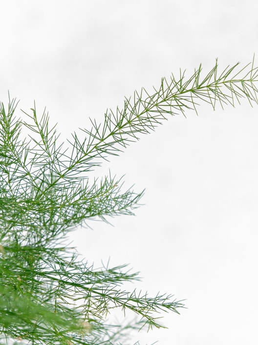 Kokedama de Esparraguera