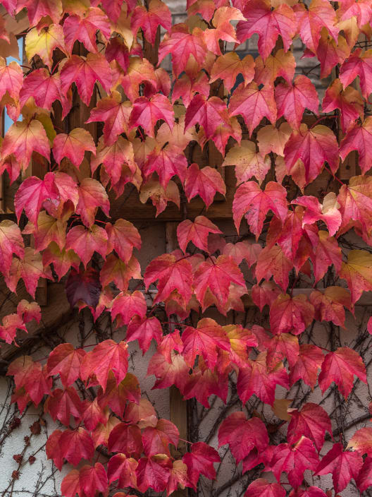 Parthenocissus 'Robusta' (Parra virgen)