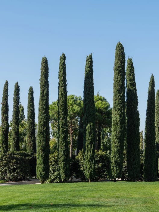 Ciprés Mediterráneo - Cupressus sempervirens 'Stricta'