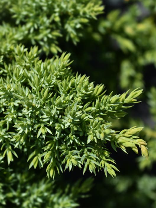 Enebro rastrero - Juniperus procumbens 'Nana'