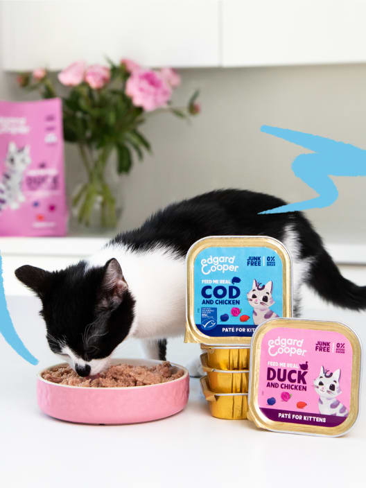 Paté natural de pollo y bacalao (para gatitos) Edgard&Cooper