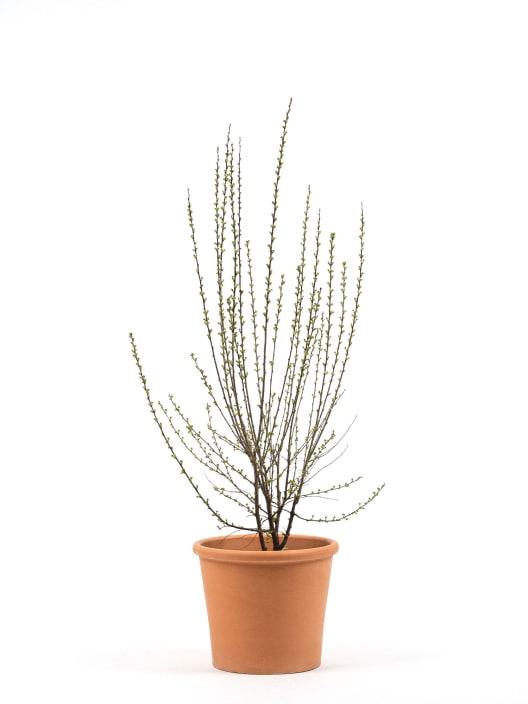 Prunus glandulosa 'Alba Plena'