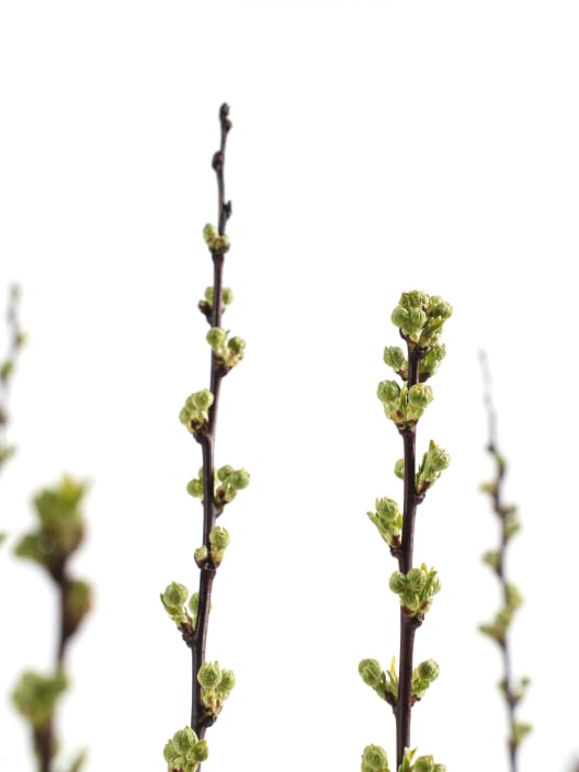 Prunus glandulosa 'Alba Plena'