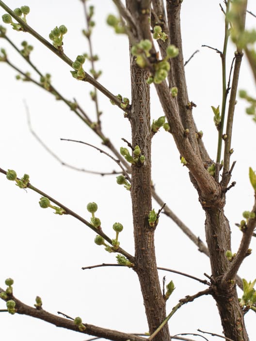 Prunus glandulosa 'Alba Plena'