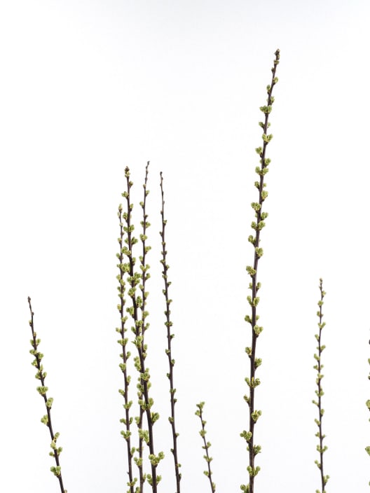 Prunus glandulosa 'Alba Plena'