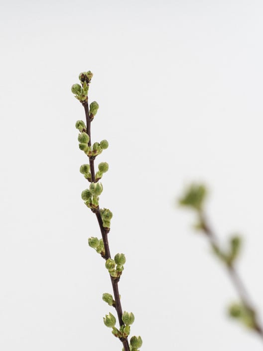 Prunus glandulosa 'Alba Plena'