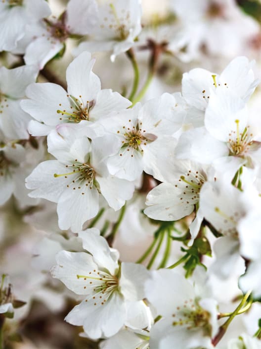 Prunus Nipponica 'Brilliant'