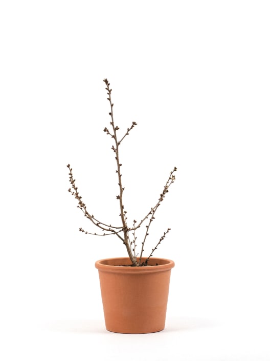 Prunus Nipponica 'Brilliant'