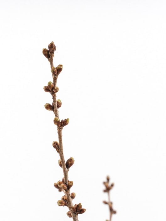 Prunus Nipponica 'Brilliant'