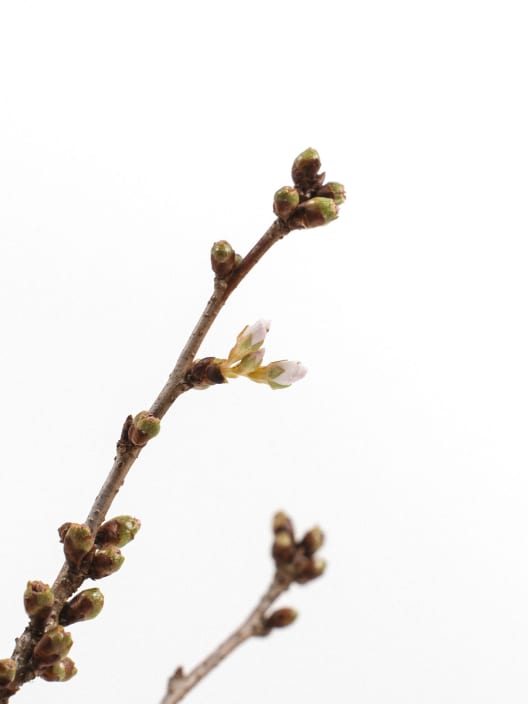 Prunus Nipponica 'Brilliant'