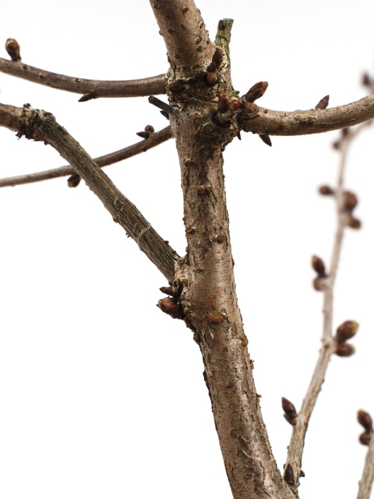 Prunus Nipponica 'Brilliant'