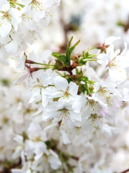 Prunus Nipponica 'Brilliant'