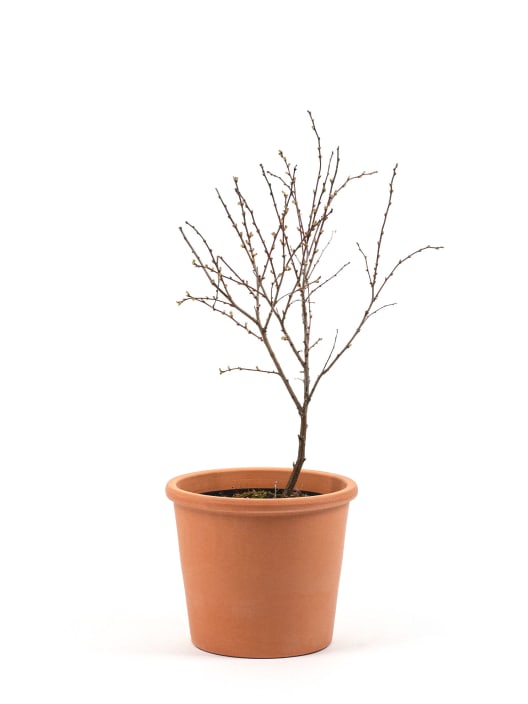 Prunus Glandulosa "Rosea Plena"