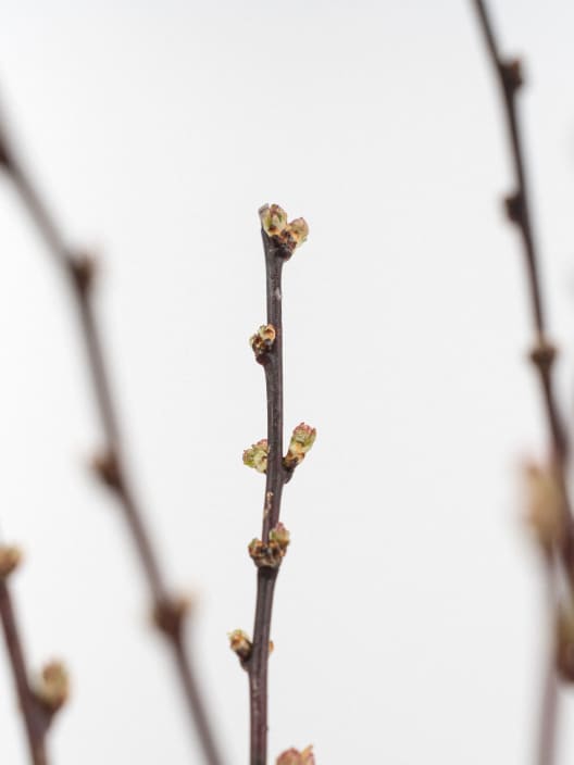 Prunus Glandulosa "Rosea Plena"