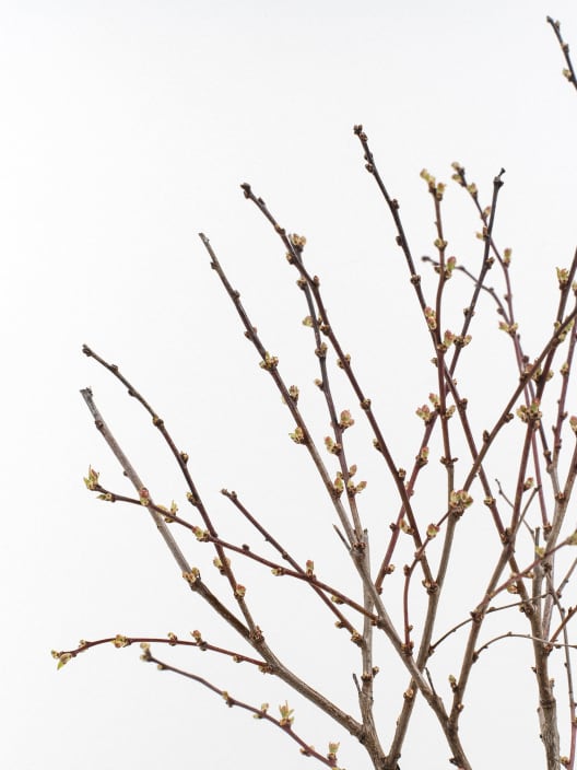 Prunus Glandulosa "Rosea Plena"