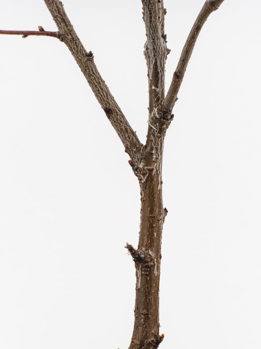 Prunus Glandulosa "Rosea Plena"