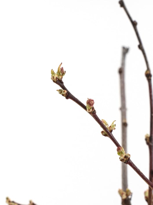Prunus Glandulosa "Rosea Plena"
