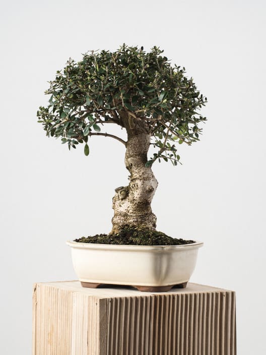 Bonsai Olivo silvestre (Olea oleaster)