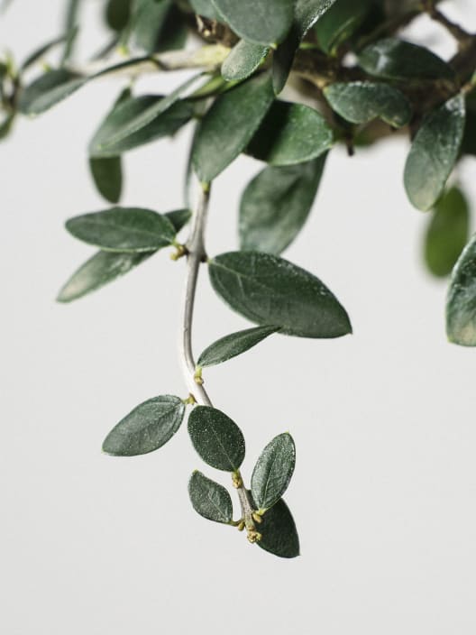 Bonsai Olivo silvestre (Olea oleaster)