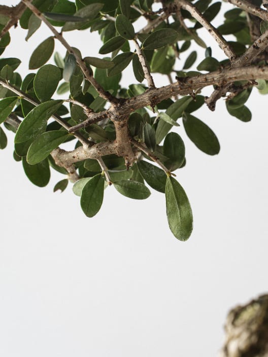 Bonsai Olivo silvestre (Olea oleaster)