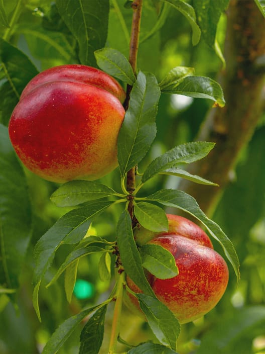 Nectarina 'Fairlane'