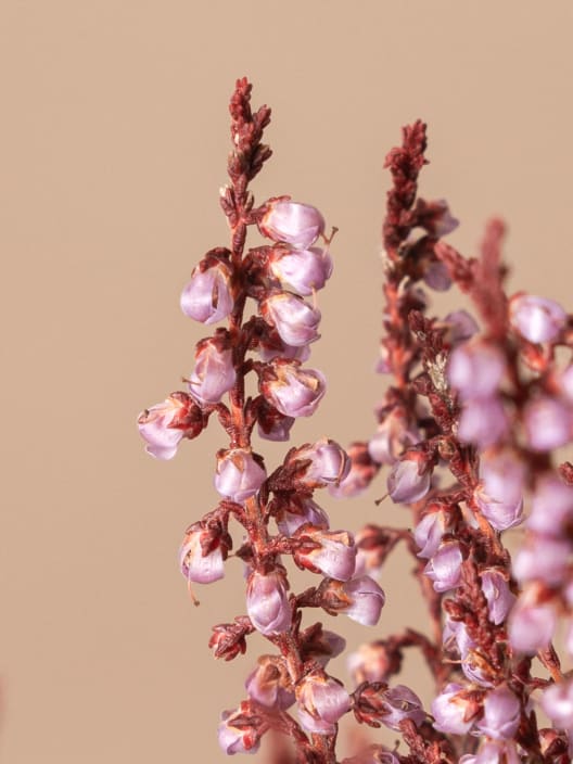 Ramillete Preservado de Erica