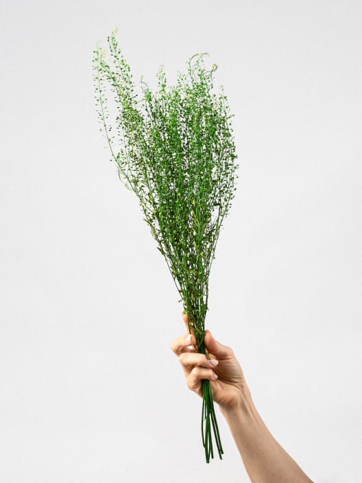 Ramillete Preservado de Thlaspi verde