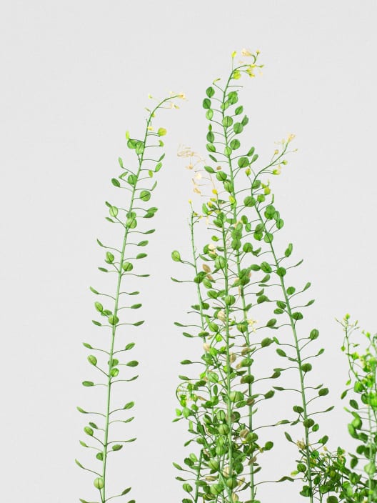 Ramillete Preservado de Thlaspi verde