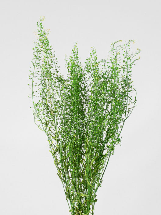 Ramillete Preservado de Thlaspi verde