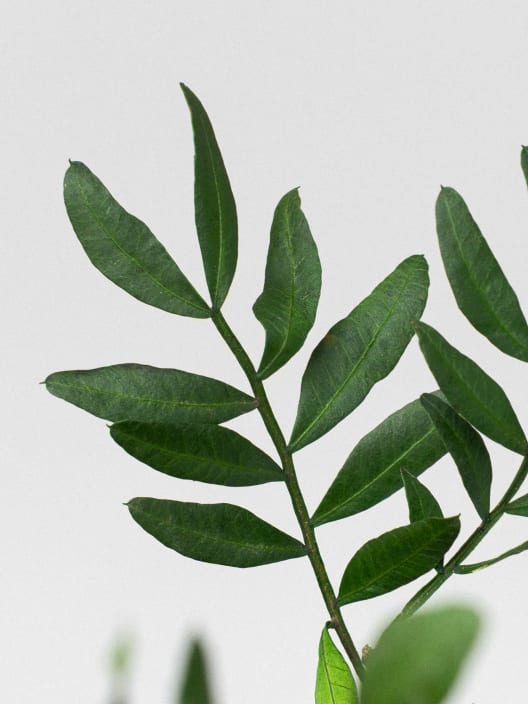 Ramillete Preservado de Lentisco verde