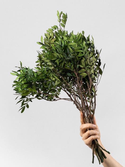 Ramillete Preservado de Lentisco verde