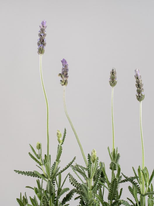 Lavanda dentata - Planta aromática