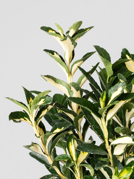 Evónimo Luna - Euonymus japonicus 'Mediopicta'
