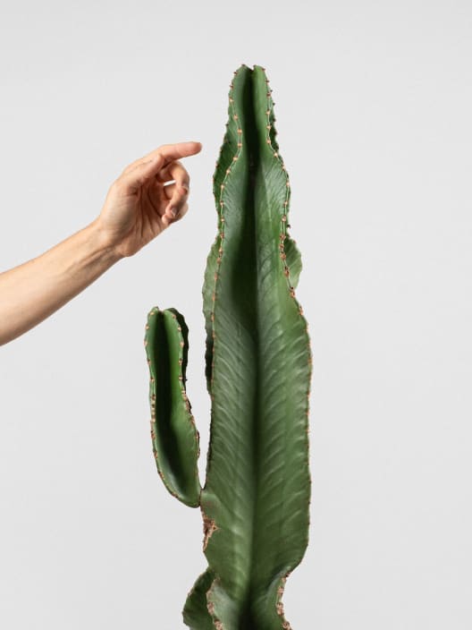 Euphorbia ingens