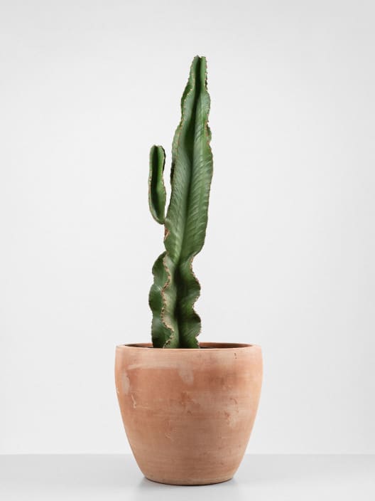 Euphorbia ingens