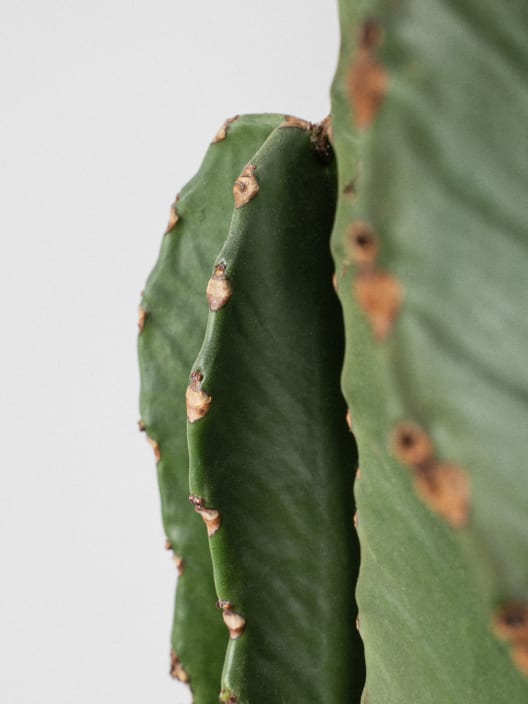 Euphorbia ingens