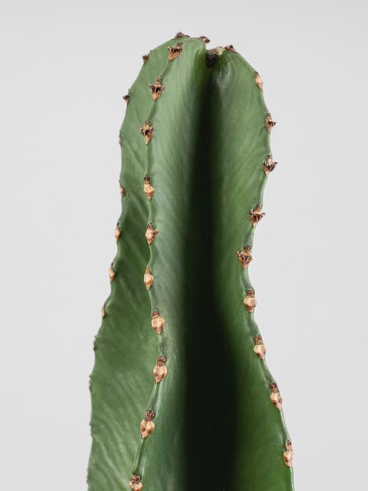 Euphorbia ingens