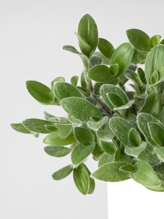 Tradescantia sillamontana