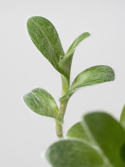 Tradescantia sillamontana