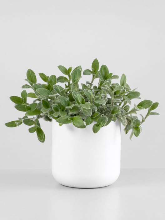 Tradescantia sillamontana