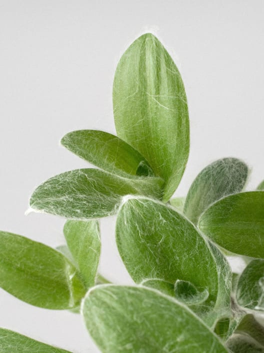 Tradescantia sillamontana