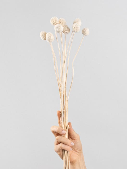 Ramillete Preservado de Craspedia blanca