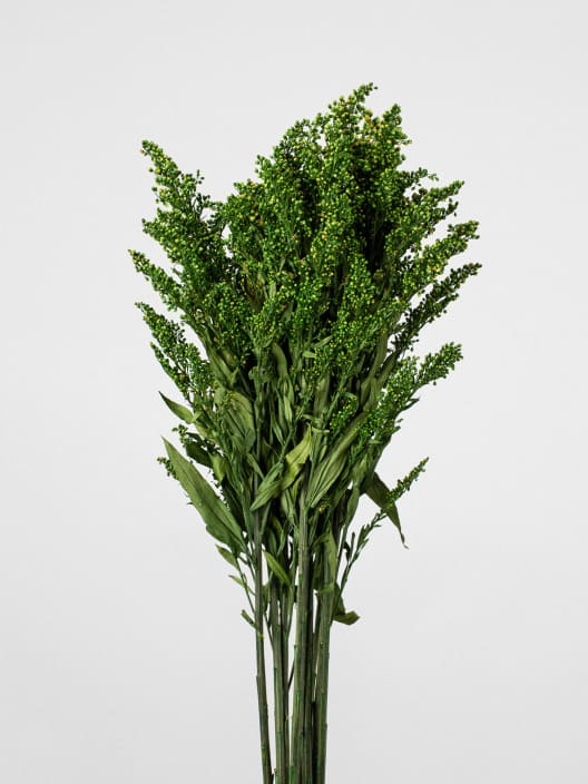 Ramillete Preservado de Solidago verde