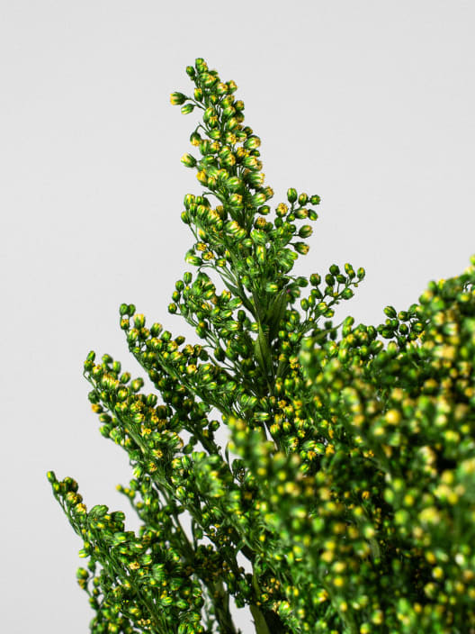 Ramillete Preservado de Solidago verde